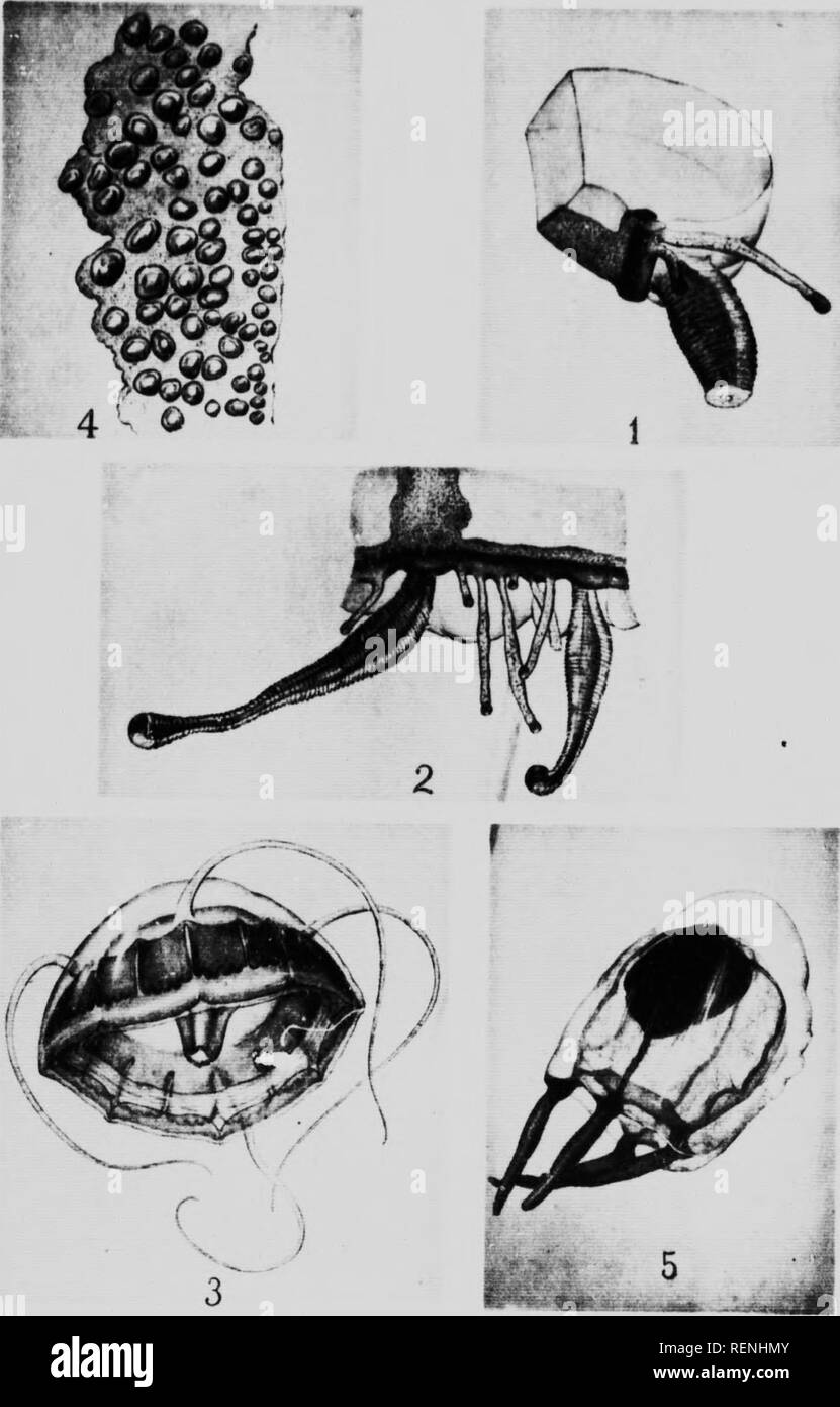 . Mollusks, Echinoderms, Coelenterates, etc. Part H [microform] : Medusae and Ctenophora. Canadian Arctic Expedition (1913-1918); Canadian Arctic Expedition (1913-1918); Méduses; Ctenophora; Jellyfishes; Cténophores. o;are Np 2 mm, •nitiil. ;'.-i. '»w;^»o:ic&quot; .iiv -iP^IiJi' -S-SMPBKa«. Please note that these images are extracted from scanned page images that may have been digitally enhanced for readability - coloration and appearance of these illustrations may not perfectly resemble the original work.. Bigelow, Henry Bryant, 1879-1967; Canadian Arctic Expedition (1913-1918). Ottawa : T. M Stock Photo