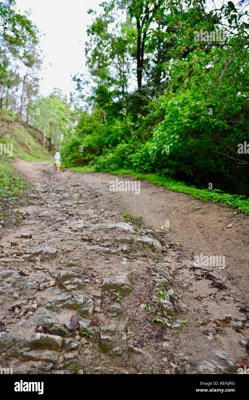 Children walking along a four wheel drive track through a forest, Mia Mia State Forest, Queensland, Australia Stock Photo
