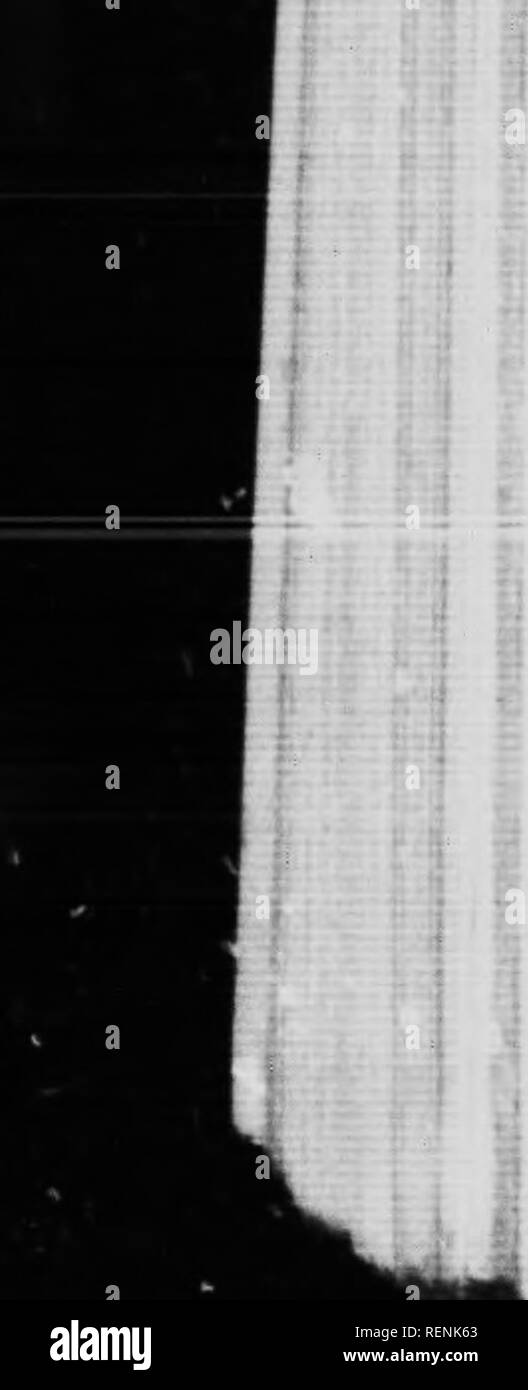 . Catalogue des oiseaux du Canada [microforme]. Oiseaux; Birds. .^&gt;IMI-.M&gt; c,.';,f., ,1 ,;-,.; ,,,â¢ ,vvl).. .11.- .SI,,.,,- â. ,u,lu. .,, ^,,.iHl nun.l.rr M.r Us lâ,n|, .|â 1... ()&gt;,l..rio â¢llr lÂ«H,. ,... .,u&gt;. lanuU plu. ,1,. sopi, ..ii Unil .l'un Unnu! ,l,.n, un 'â &quot;&quot; ^â¢'' &quot;.&quot;&quot;^ 'â¢â¢ &quot;&quot;&quot;&quot;â &quot; -â¢ -uv.nt iruiH ou .,ualr.. pir-K .K- â -iKu.ur ,11-. Kan,r.&gt; r-u, l.s ni.|, ,,â.. |'.,â a pris Ã Ot.awa. On.ano.nnt toujours ri.'- oLmt-Vh ,1a... uu trou m'us/. ,la... un ha...- '-..l.lo.uu.ux a u.,c prolou.l, âr .U- ,|uain- Ã hu Stock Photo