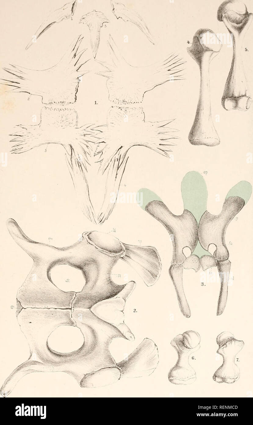 . Dr. H.G. Bronn's Klassen und Ordnungen des Thier-Reichs : wissenschaftlich dargestellt in Wort und Bild. Zoology. Repillien (Schildkröten) Taf.XI. L'ih.Änfrv, Aug. Künth^Leipzio. Please note that these images are extracted from scanned page images that may have been digitally enhanced for readability - coloration and appearance of these illustrations may not perfectly resemble the original work.. Bronn, H. G. (Heinrich Georg), 1800-1862. Leipzig : C. F. Winter Stock Photo