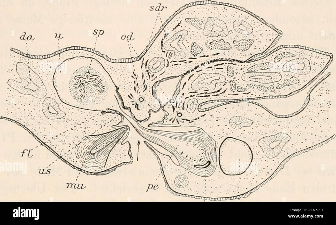 . Dr. H.G. Bronn's Klassen und Ordnungen des Thier-Reichs : wissenschaftlich dargestellt in Wort und Bild. Zoology. 3131 die kreuzweise Stellung hinzukommt, in welcher das von Burr in seinei' textfig. J) abgebildete Paar der PI. gonoceyhala fixiert wurde. Hallez (353, pag. 14) hat beobachtet, daß die Begattungen haupt- sächlich in die Zeit vor der Eiablage fallen, später aber weniger häufig vorkommen. Eine Begattung soll für 2—3 Eikapselbildungen ausreichen, ihre Dauer schätzt H. auf P/g Stunden. Nach Burr bevorzugen die Tricladen als lichtscheue Tiere für ihre Begattungen die Nacht und die Mo Stock Photo