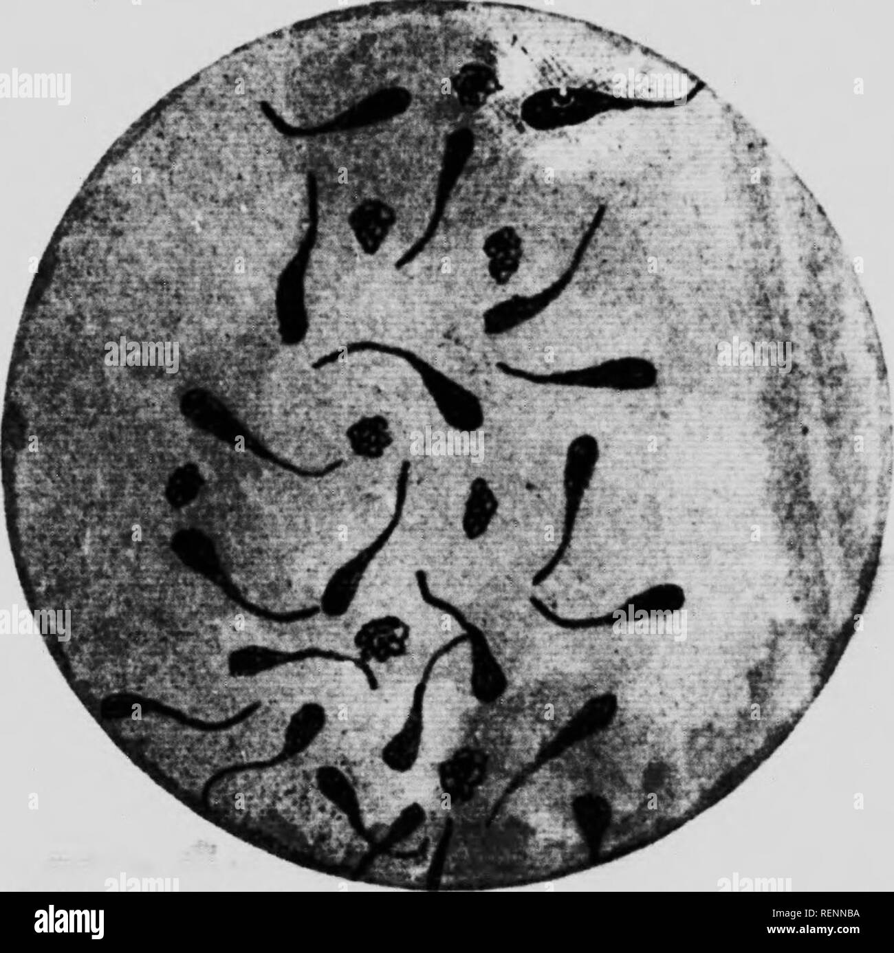 Horse testicles not dog not toy Black and White Stock Photos & Images