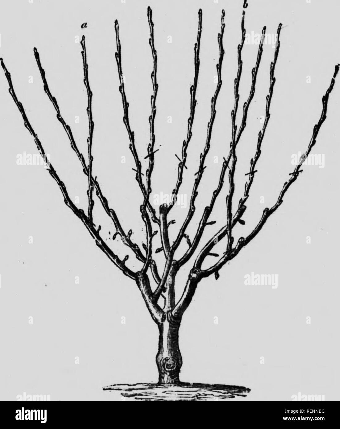 . The cultivation of fruit trees and shrubs [microform]. Fruit trees ...