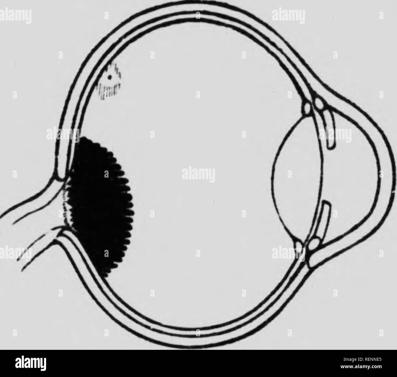 Fundus Black and White Stock Photos & Images - Page 2 - Alamy