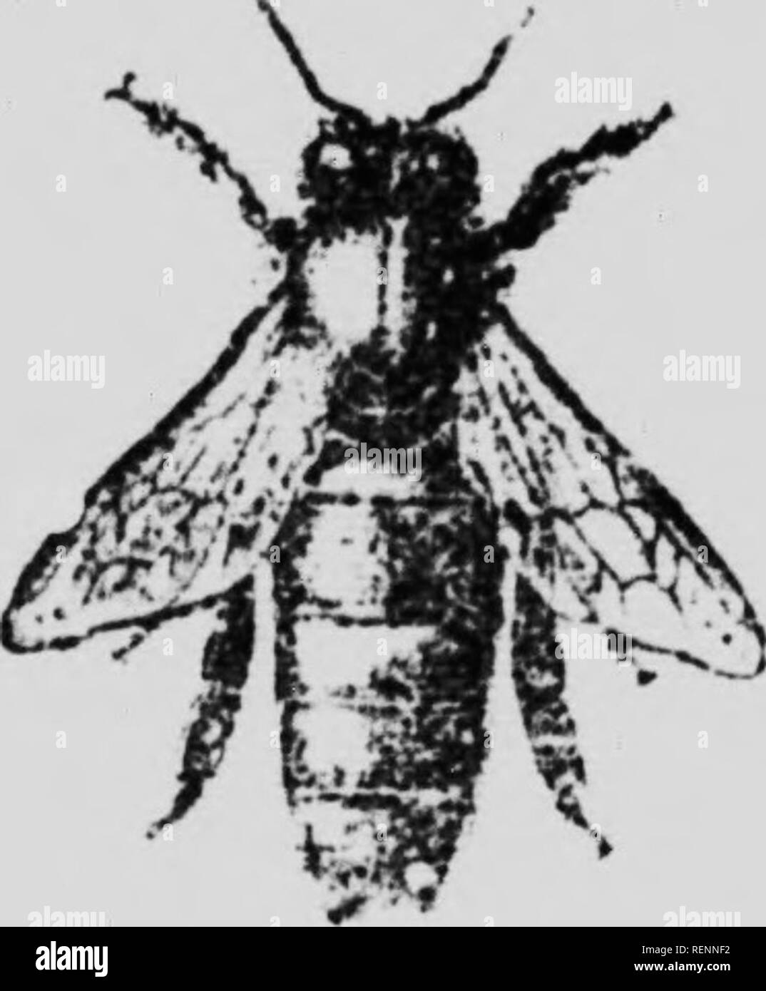 . La ruche canadienne [microforme] : culture des abeilles. ApoÃ¯dÃ©s; Honeybee; Abeille; Bees. L â¢â¢ ii'iiii l&quot;'II|i' a itr il.illll.n 1 .il,i lil.' ;iic I- i|'i.,i.|:|',-|.',. n{â â¢ ^,-i t'nr.irits. (^.â¢iil.ni.-s luit.Mirs npic,,!.., rr,im;ii&gt; .lut i..|,|,,. ,|,. rohipllIC.'l- If llolll Â«le icili,. |,â|- ,.,;|ui .!.â ||i..,v ; imi^ (â¢â¢â¢ tcilllr n'est pas iiiriii.'niissi coiivcijuM.. (ji,. !.. pn-mi.T, en un. i.jn,. VI.â¢!â¢;,'.â¢ iir p.Mit pas .'â¢Uc appol.'-r iin-iv, Ui.'lis ipi.- !.â¢ nom .le nini- (Miiviiiit Ã¹ toutes lus plia.^,ist&lt;'iictr i;uucoup plus ullonifÃ© ,pu! Stock Photo