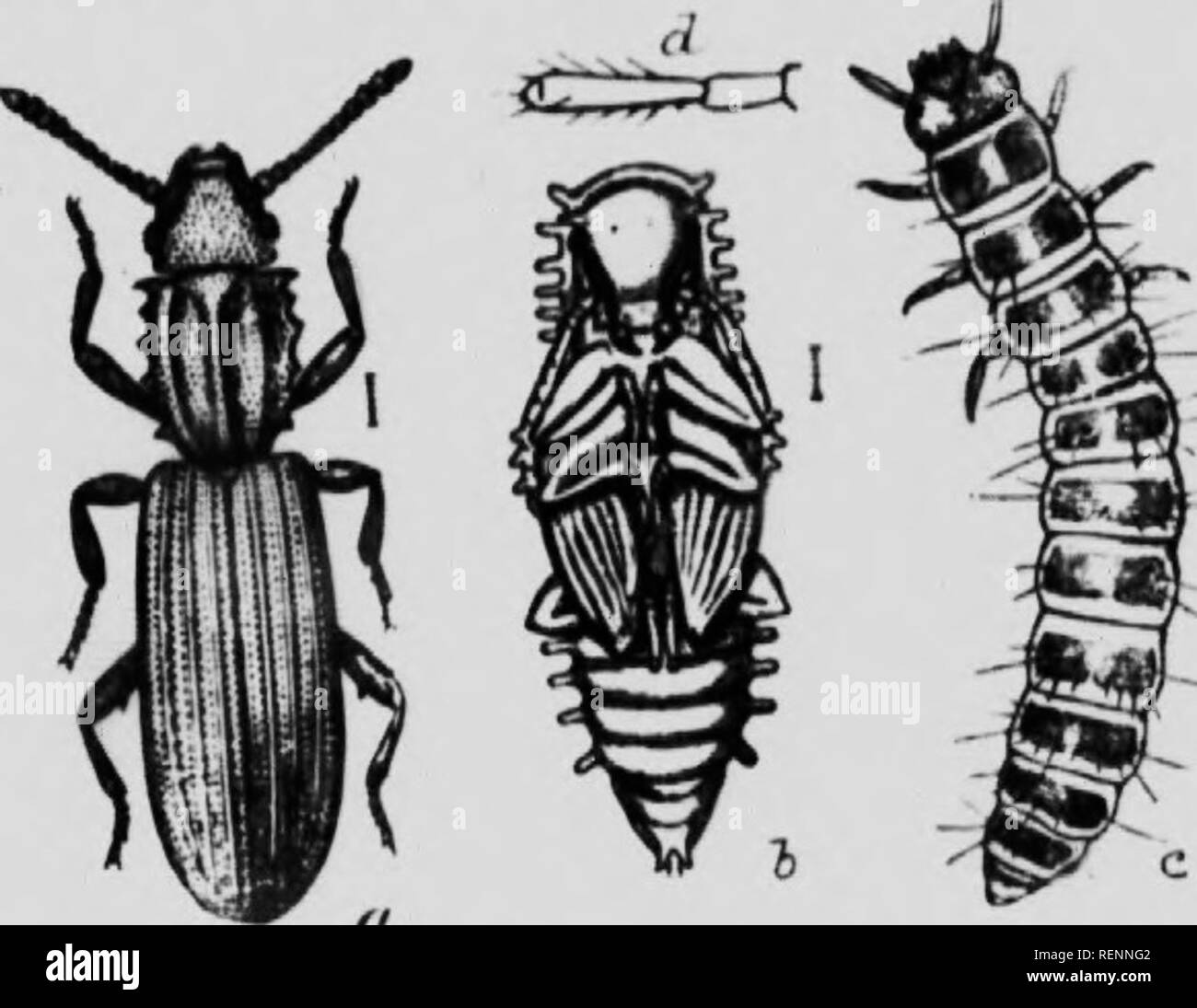. Class book of economic entomology [microform] : with special reference to the economic insects of the northern United States and Canada. Insect pests; Entomologie; Entomology; Insectes nuisibles, Lutte contre les; Insect pests; Insectes nuisibles. M KioNiiMic »:Nri)M()i.opery. Often Hestru live in Ihe West U&gt; leKuminnus crops. June August. Ctiiilrol. Spniv willi arseniiiil solution. CUCUJIDiE Saw-toothed Grain-beetle iSihaniis surinamensis Linn ).  widely (lislril)Uteil l)cclle, (eeilin« on siored Krain ami their produi i and on starchy kooiIs l'Ki»!. -Mil. .[dull. -. minute llalleiu-d  Stock Photo