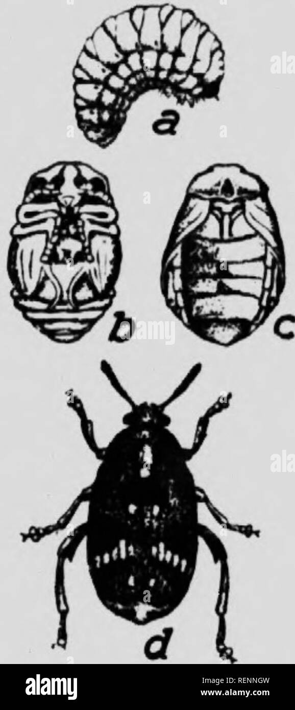 . Class book of economic entomology [microform] : with special reference to the economic insects of the northern United States and Canada. Insect pests; Entomologie; Entomology; Insectes nuisibles, Lutte contre les; Insect pests; Insectes nuisibles. CLAS.SIFlrATIf).V AM) DKSCRIPTK.N- OK ,âMM.).V IVSK.TS .^ig Im. Like while Rrul,s; live in .lecavinw Â«â¢.Â»â!. I'lipa.-ln an oval â¢câân mu.le of frawmenls of wo,.,l. BRUCHIDiE (PEA AND BEAN WEEVILS) black beetle l^ ,,,ch long, with characteristic hiack and white nmrkmÂ«,s; sules of thorax notche.l; ahdomen projects hcyon.l the wing-covers. Two hI Stock Photo