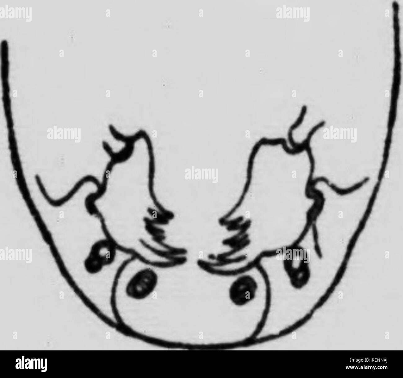Suggestive Insects Strongly suggestive Black and White Stock Photos & Images - Alamy