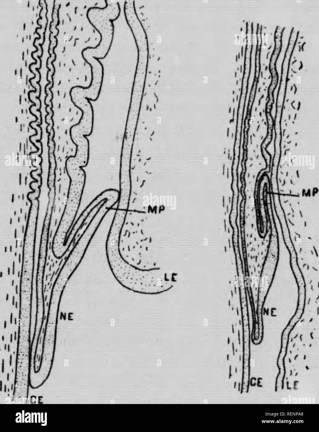 . The eyelids and lachrymal apparatus of birds [microform]. Oiseaux ...