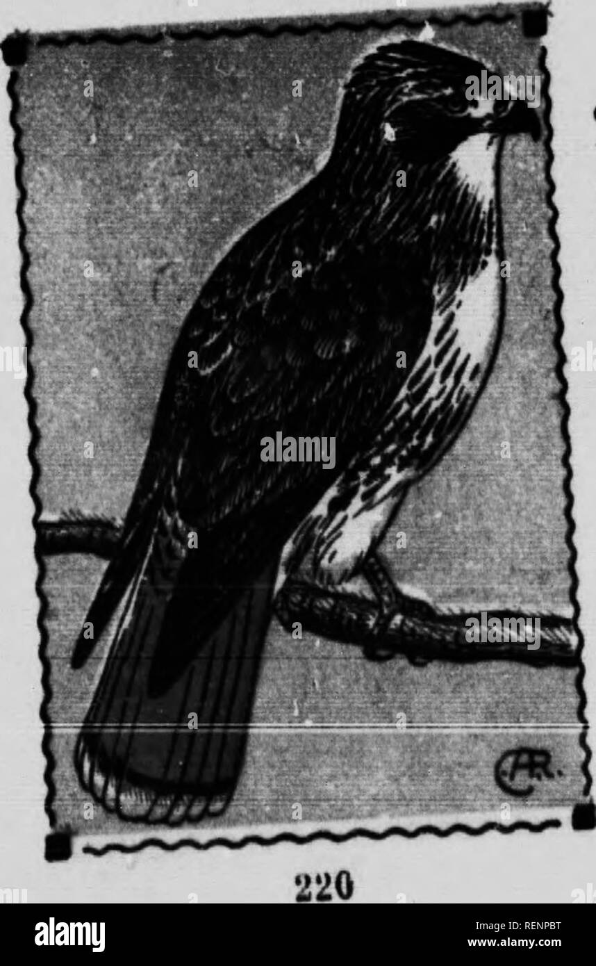 . Bird guide [microform]. Waterfowl; Birds; Gibier d'eau; Oiseaux. i I. REDTAIUED HAWK. 337. Buteo ^^J:*»-^ powerfully built nf Drey made by the PfP&quot;' ^n poultry as most. Please note that these images are extracted from scanned page images that may have been digitally enhanced for readability - coloration and appearance of these illustrations may not perfectly resemble the original work.. Reed, Chester A. (Chester Albert), 1876-1912. Toronto : Musson Stock Photo