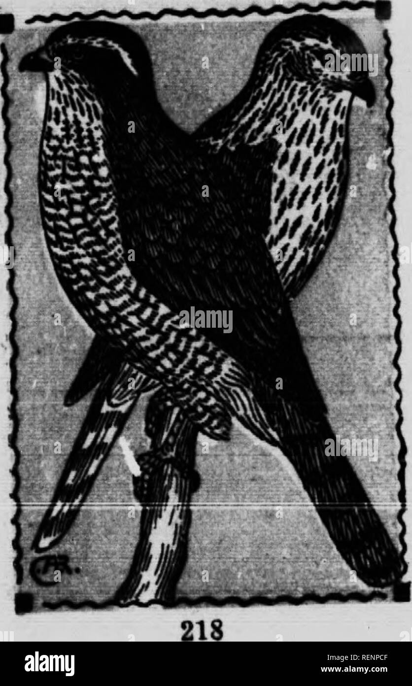 Northern goshawk canada Black and White Stock Photos Images Alamy