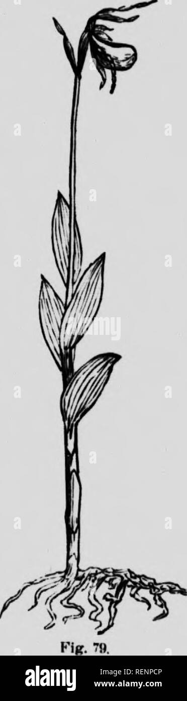 . Elementary botany for beginners [microform] : with special reference to the study of Prairie Province plants. Botany; Botany; Botanique; Botanique. 5H KI.KMKNTS OK STRUCTUKAl, BOTANY The iP])rcseiitatives of this large Order are very numer ous. From the K'^nlP&quot;&quot; may be hail lilies of various sorts, Aspara- gus, .Star-ofUcthlchem, Tulip, Onion, Hyacinth, A-c, whilst the fielilsttiid wo(h1ssupply the Ucll- wort, Clintonia, Solomon's Seal Sniilacina, and others. As a i-iile the plants flower in spring and early summer. 73. Lady's Slipper. This plant (Kig. 70), also known as Mot'cason  Stock Photo