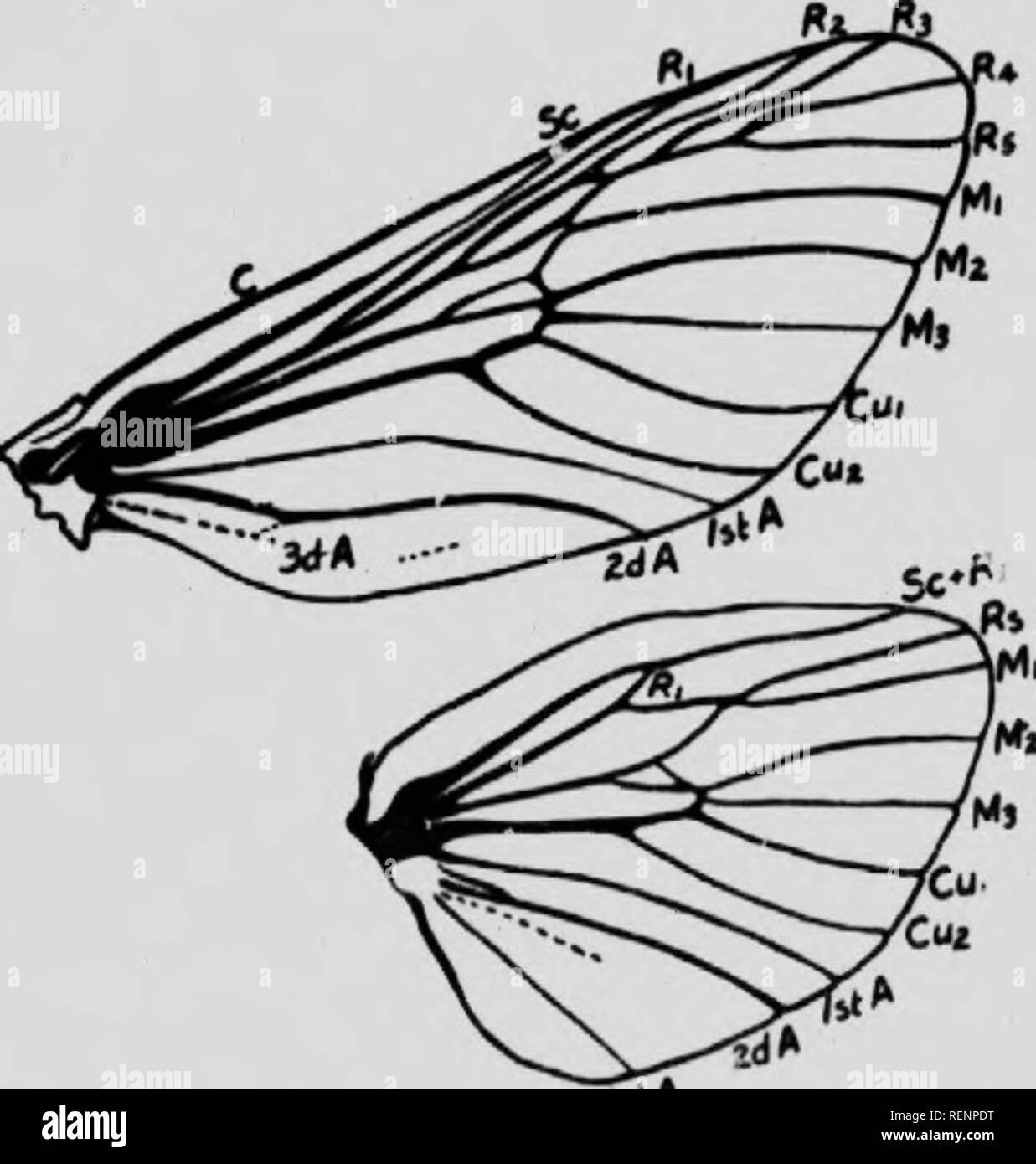 Hind fin Black and White Stock Photos & Images - Alamy