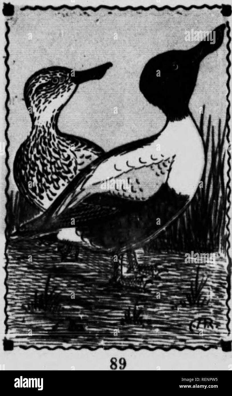 . Bird guide [microform]. Waterfowl; Birds; Gibier d'eau; Oiseaux. SHOVELLER. 142. Spatula rlyfitatn. 20 In. Bill long, and much broader at the tip than at tho base: head and speculum green; belly reddish brown- nreast and back, white; wing coverts, pale blue; eve yellow: feet orange. Female with head, neck and uii- derparts, brownish yellow, specked or streaked with dusky: wings as in the male, but not as brightly fol ored. Easily recognized In any plumage- ' the lar^r broad bill. If It were not for this larg and ungain- ly shaped bill, this species might be classed as one of our most beautif Stock Photo