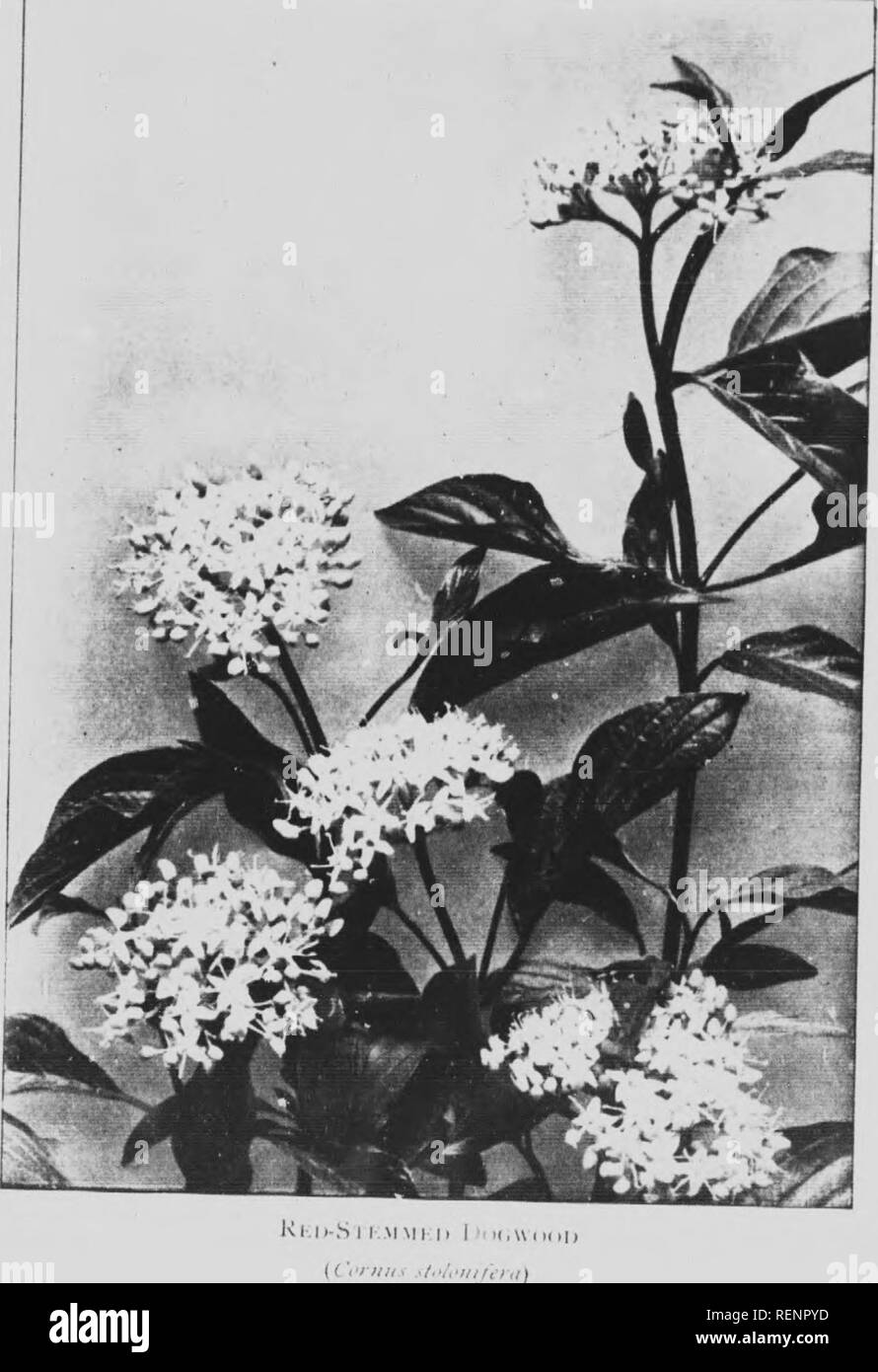 Mountain Wild Flowers Of Canada Microform A Simple And Popular Guide To The Names And Descriptions