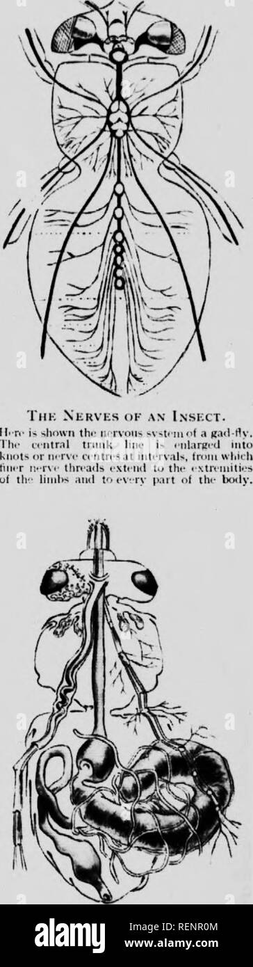 . Marvels of insect life [microform] : a popular account of structure ...