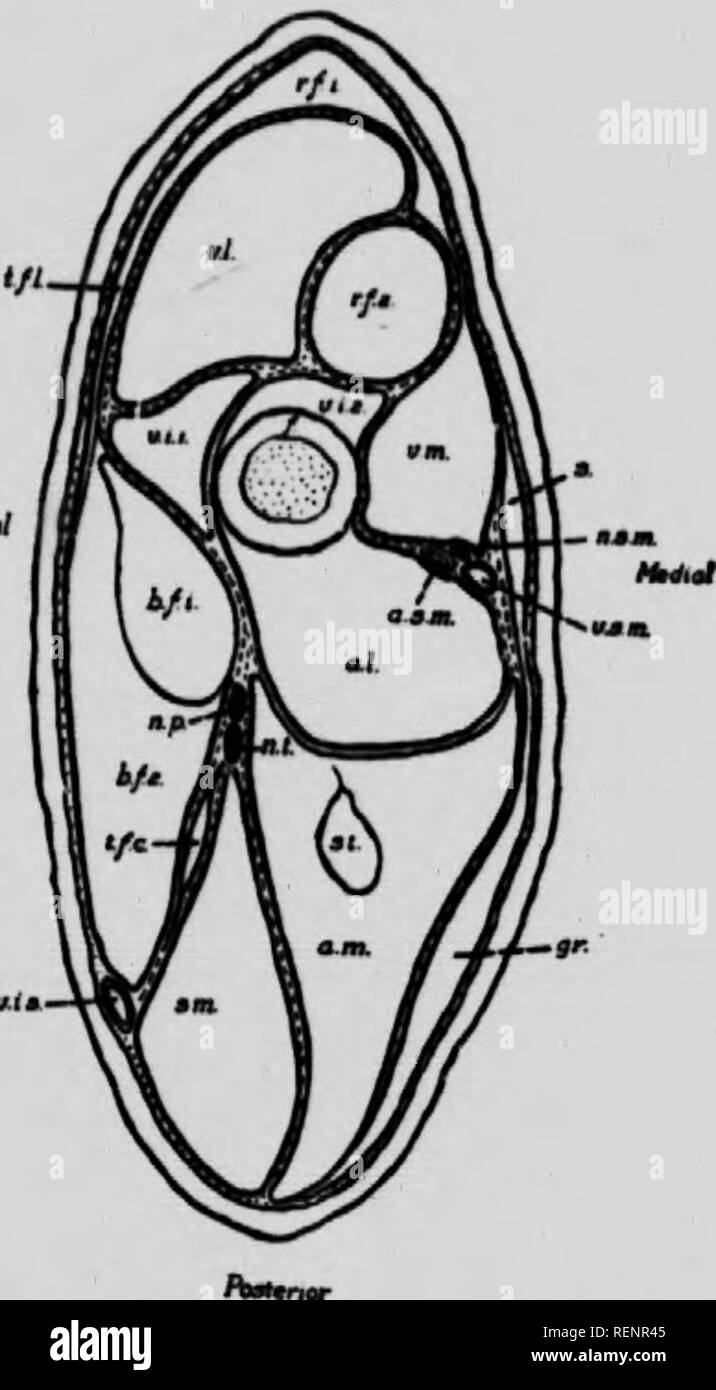 Page 2 Proximal Femur High Resolution Stock Photography And Images Alamy Page 2 Proximal Femur High Resolution Stock Photography And Images Alamy