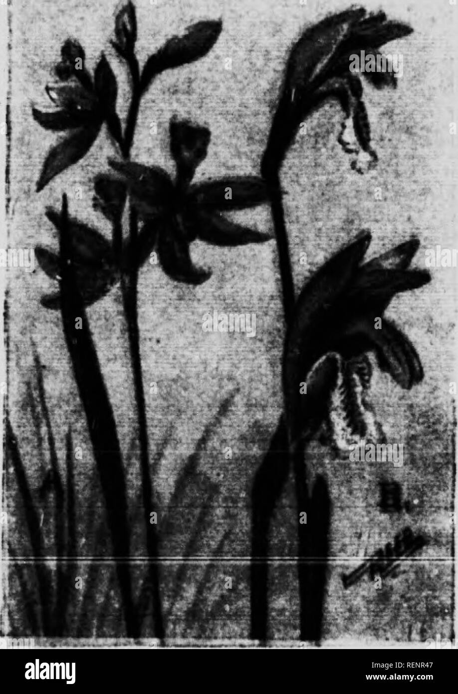 . Flower guide [microform] : wild flowers east of the Rockies. Flowers; Fleurs; Botanique; Botany. (A) ('AI.OI'OdON ; f^RASS I'lNK ('V/Zo/Xjl/Oll ;(»/(//c/?H.v) rs an exquisite orchid with a hidse raeciiH' of four to twelve delicate pink lelicate ])ink llowers. at tiM' top ot a scape ranjj;- inj; from (i to 15 in. hiu};. Tlie Ihraers are apparently upside down as the lip is at the top: it is narrow at the base liut broadens into a broad liooked tip. crested on tlie under side. A sinfjle f,'rassl.ke leaf sheathes the (lower scape near its base, as it rises from the sidid Imlb. It firows in deep Stock Photo