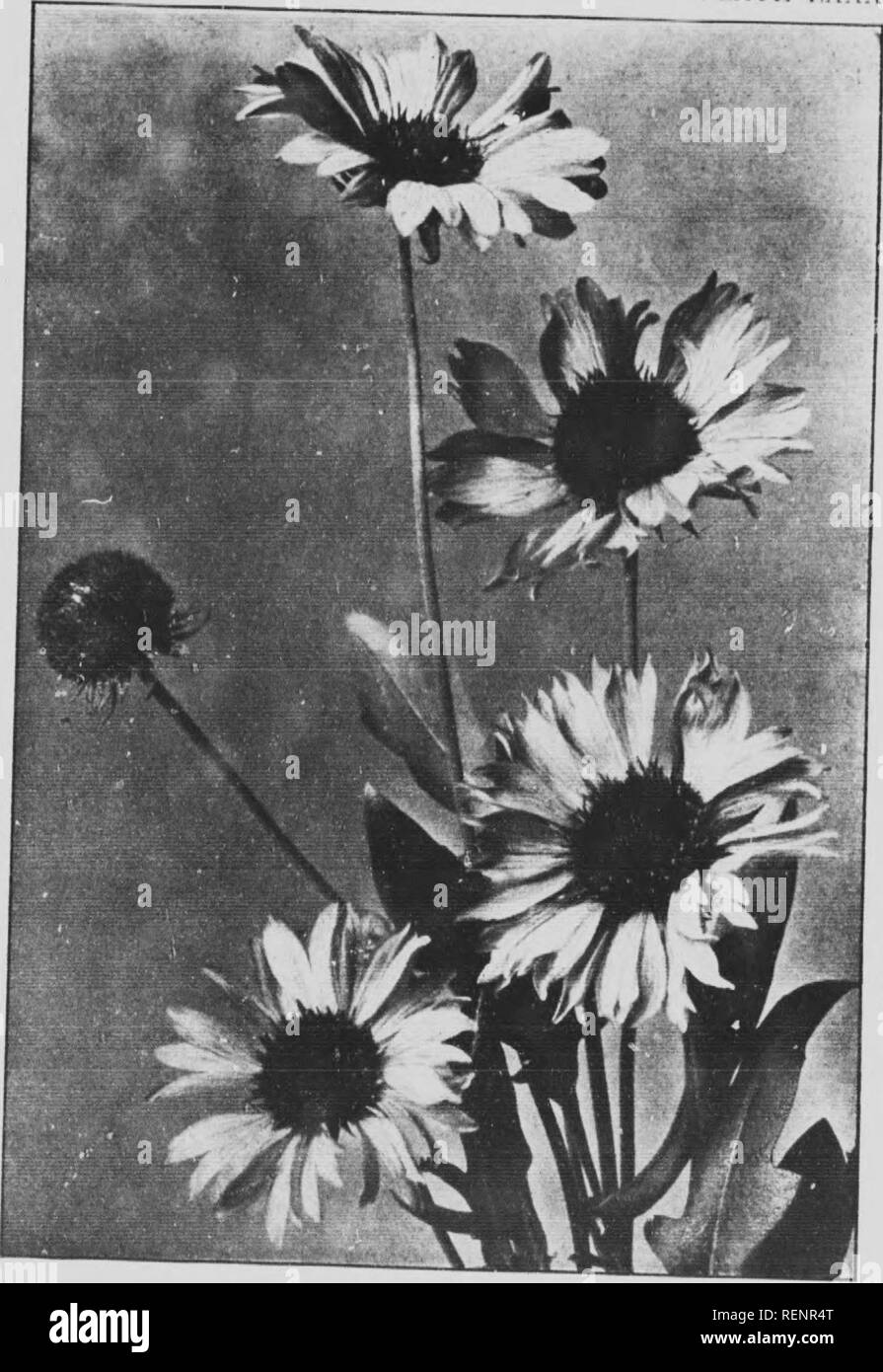 Mountain Wild Flowers Of Canada Microform A Simple And Popular Guide To The Names And Descriptions
