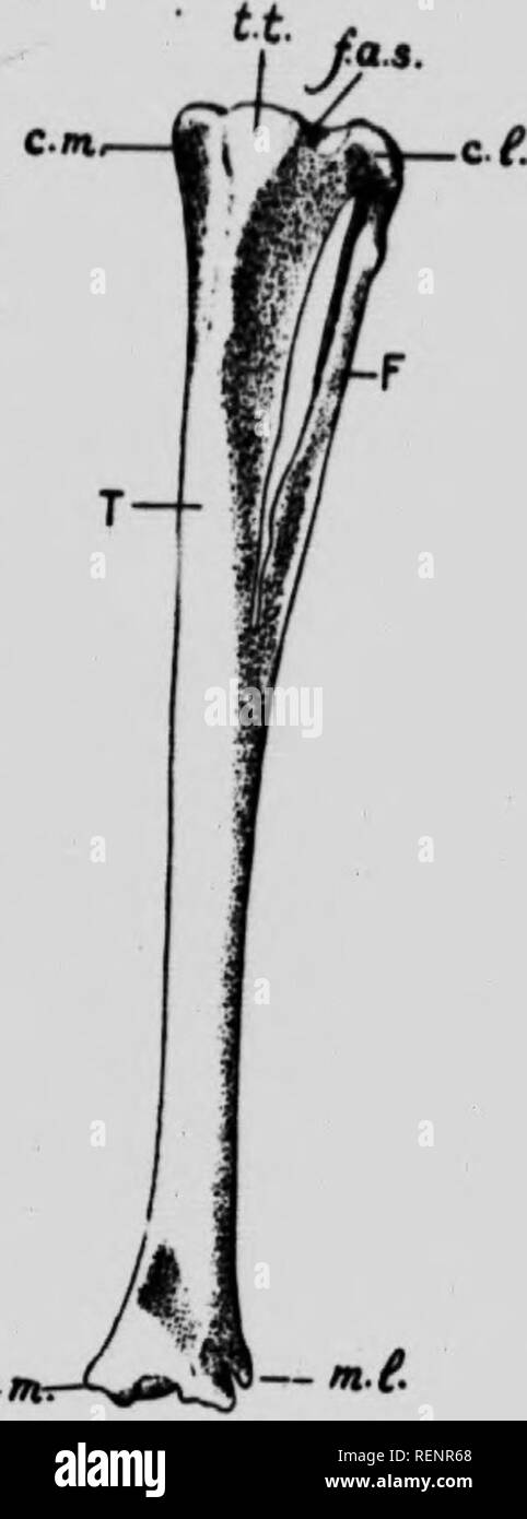 Ms anatomie hi-res stock photography and images - Alamy