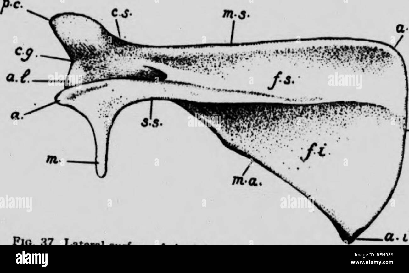 Acromion Black and White Stock Photos & Images - Alamy