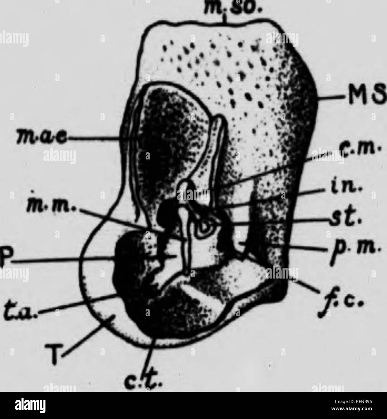 . Practical anatomy of the rabbit [microform] : an elementary ...