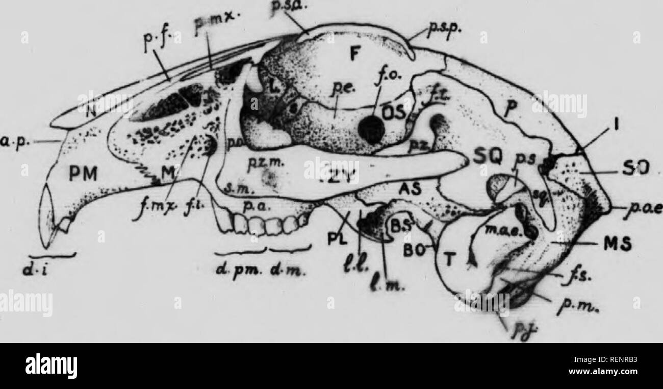 . Practical anatomy of the rabbit [microform] : an elementary ...