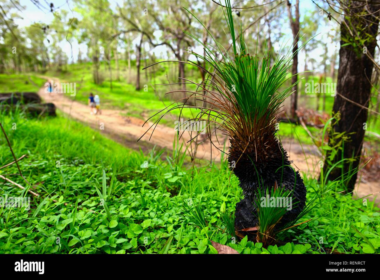 Grass trees Xanthorrhoea species reshooting in Mia Mia State Forest after the November 2018 fires, Queensland, Australia Stock Photo