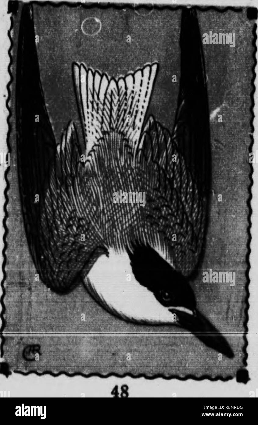 . Bird guide [microform]. Waterfowl; Birds; Gibier d'eau; Oiseaux. CASPIAN TERN. 64. Sterna caspia. 21 In. Largest of our terns. Bill heavy and bright red- head crested; tall forked about 1.5 In.; eyes brown. Adults In summer have the crown and occipital crest glossy black. Winter adults and young birds have the crown mixed with white, and the latter are also blotched with blackish on wings and tall. Nest.—The 2 or 3 bufty. spotted eggs are laid In hollows In the sand. Size 2.60 x 1.75. Range.—Breeds locally along the Atlantic coast, but chiefly southerly, and In the Interior to Great Slave La Stock Photo