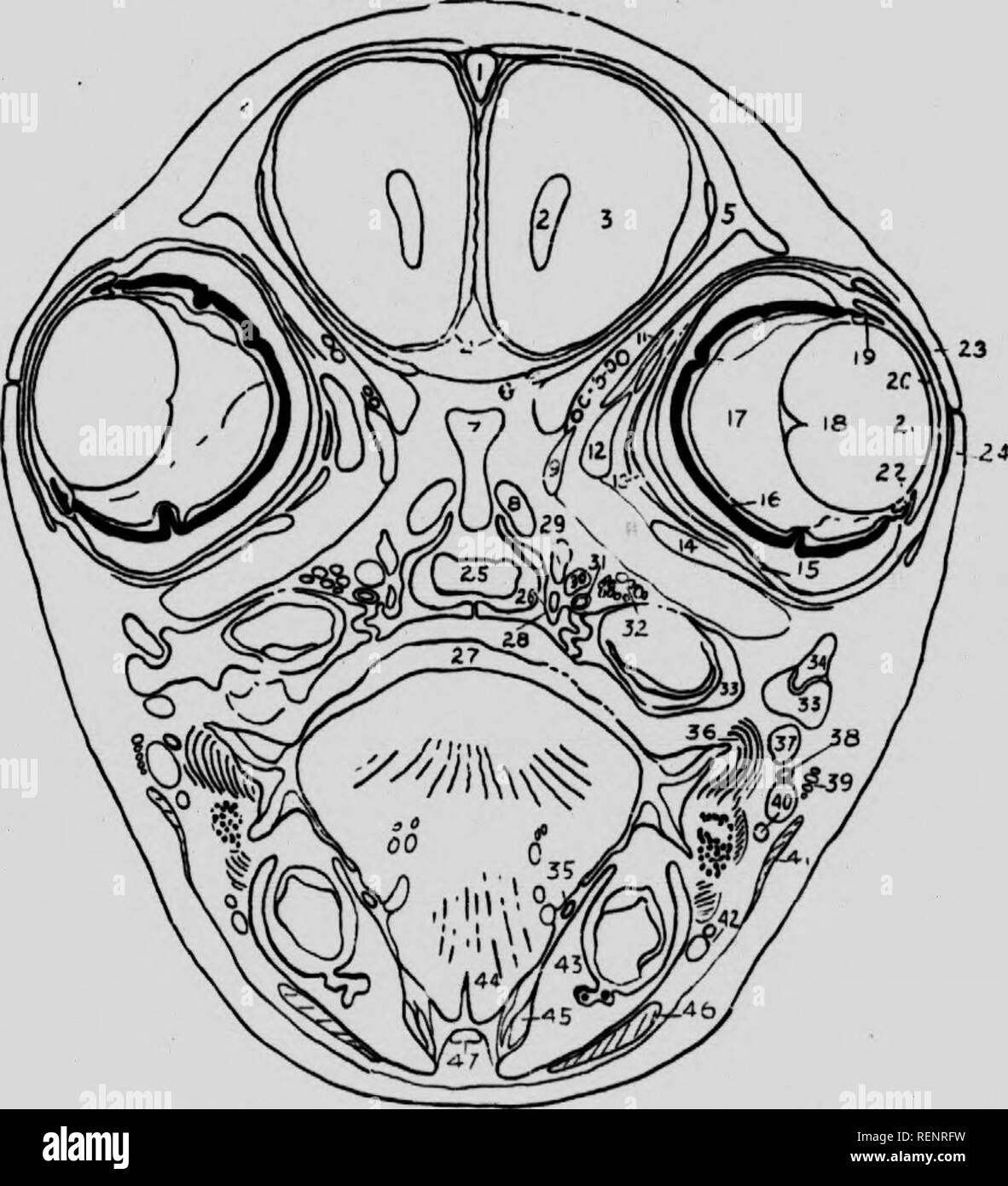 . Practical anatomy of the rabbit [microform] : an elementary ...
