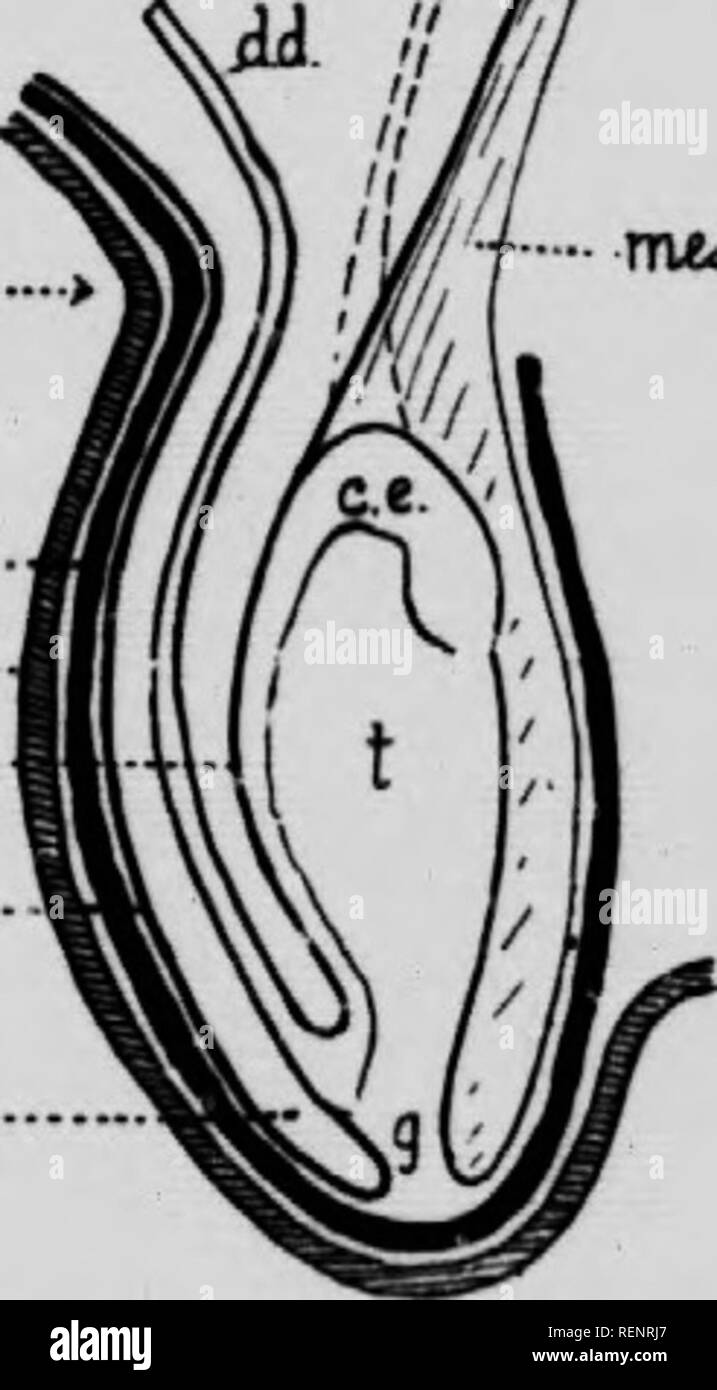 . Practical anatomy of the rabbit [microform] : an elementary ...