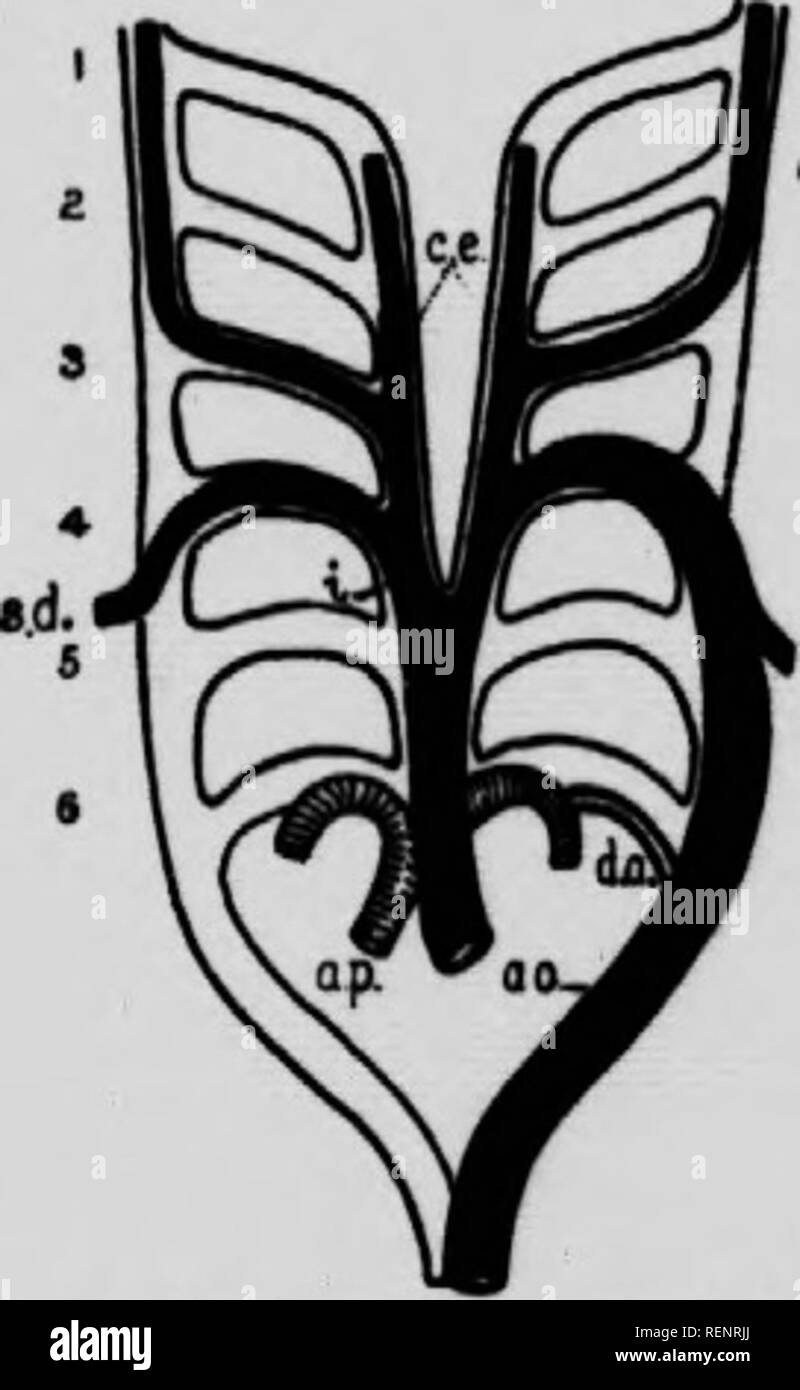 . Practical anatomy of the rabbit [microform] : an elementary ...