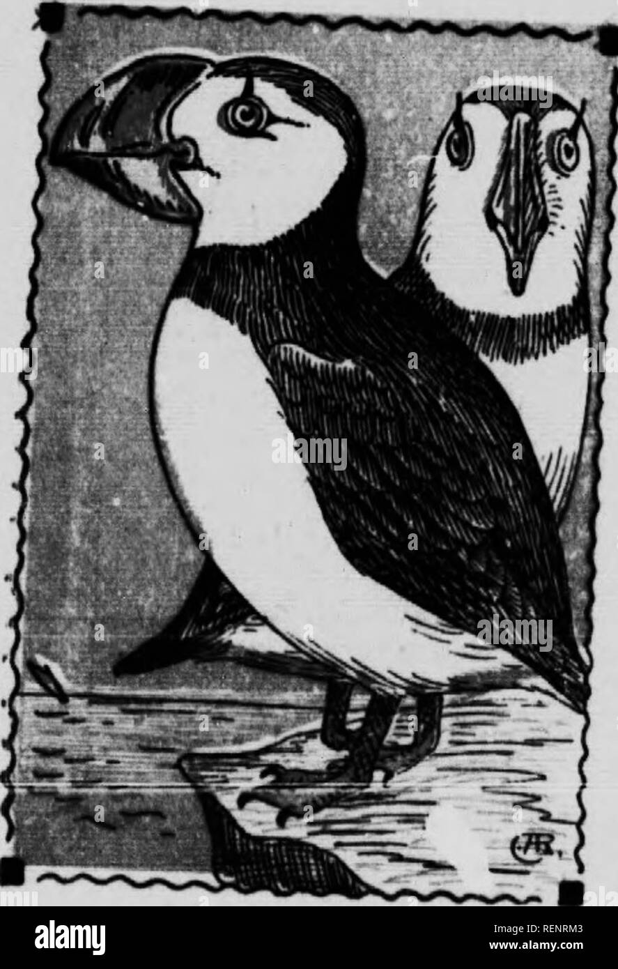 . Bird guide [microform]. Waterfowl; Birds; Gibier d'eau; Oiseaux. I AUKS, MURRE8 and PUFFINS-Famlly Alcldae. ,â PUFFIN; SEA PARROT. 13. Fratercula arctica. 13 Inches. leis&quot; sÂ°o1.t^lhfnrtfIf ^^1,&quot;^ appearing birds, with short legs stout bodies and very large but thin bills, that of the common Puffin being 2 iS. In length and aboSt the same In height; the bill Is highly colored with red and yellow, and the feet are red; eyes whUe If wm does &quot;not&quot; touch'th''&quot; &quot;i^&quot;&quot;&quot;'^^ bal^d &quot;across the thr^a H?f u *.Â°'J5'L*'*Â® '='&quot;&quot;â t*i's dlstlngu  Stock Photo