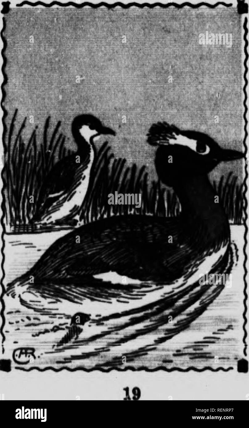 . Bird guide [microform]. Waterfowl; Birds; Gibier d'eau; Oiseaux. HORNED GREBE. 3. Colymhus aurittts. 14 Inches. As is usual with grebes, summer brings a remark- able change in the dress of these birds. The black, putFy head is adorned with a pair of buffy white ear tufts and the foreneck is a rich chestnut color. In winter, they are plain gray and white but the sec- ondaries are always largely white, as they are in the two preceding and the following species. The grebe diet consists almost wholly of small fish; they are very expert at pursuing and catching these under wa- ter. One that I kep Stock Photo