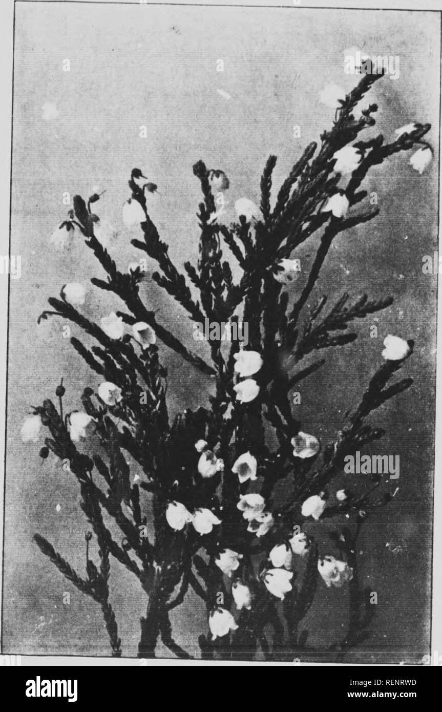 Mountain Wild Flowers Of Canada Microform A Simple And Popular Guide To The Names And Descriptions