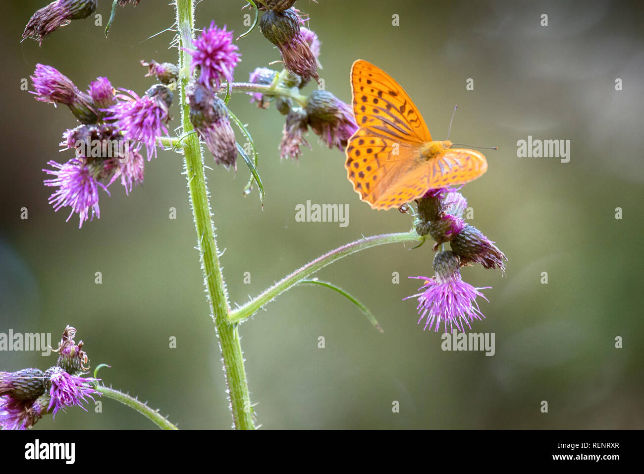 The butterfly on the flower is shot in the contra light. Silver-washed fritillary (Argynnis paphia, typical form of color), the view from the top. Bal Stock Photo