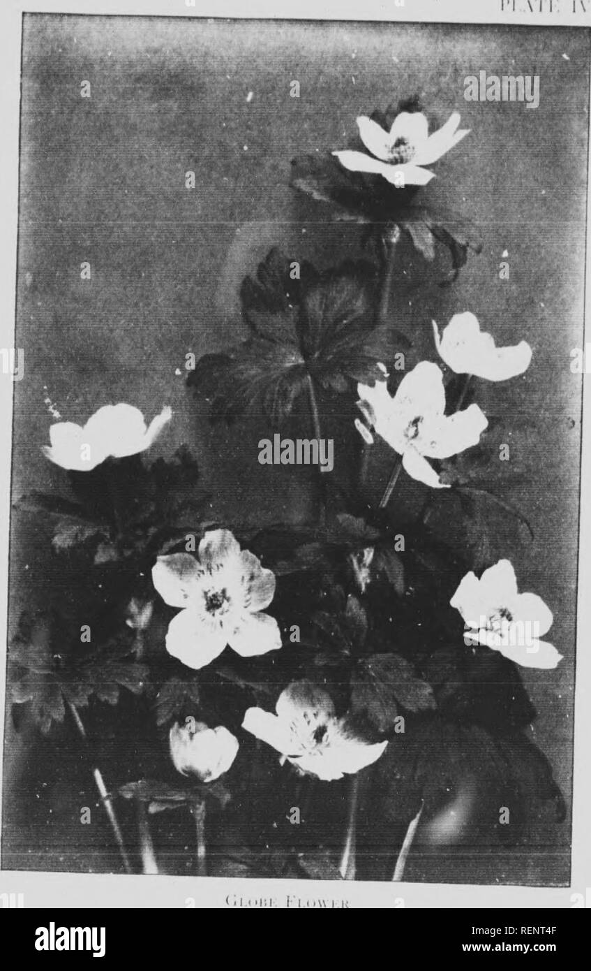 Mountain Wild Flowers Of Canada Microform A Simple And Popular Guide To The Names And Descriptions