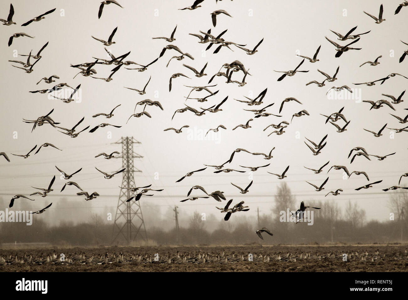 Laughing goose hires stock photography and images Alamy