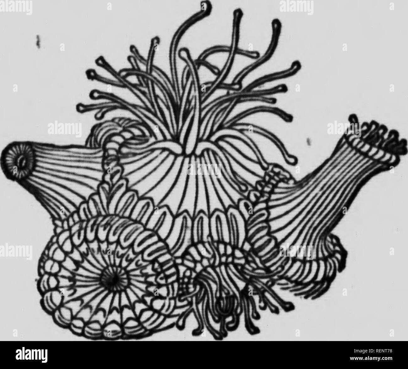 Crab with sea anemone Black and White Stock Photos & Images - Alamy