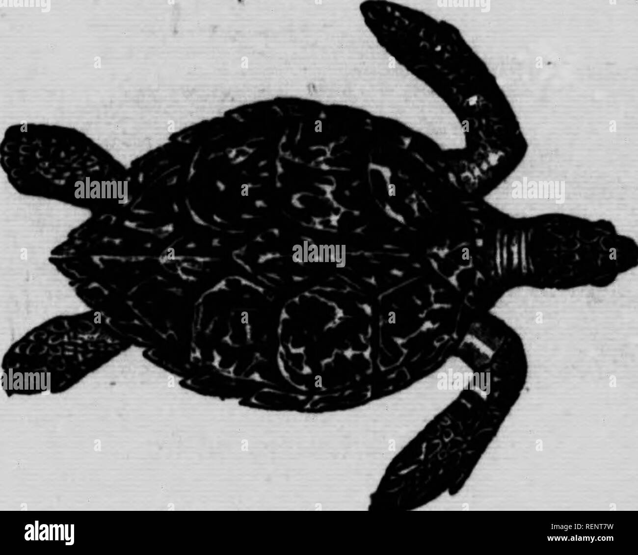 Tortue De Terre High Resolution Stock Photography and Images ...