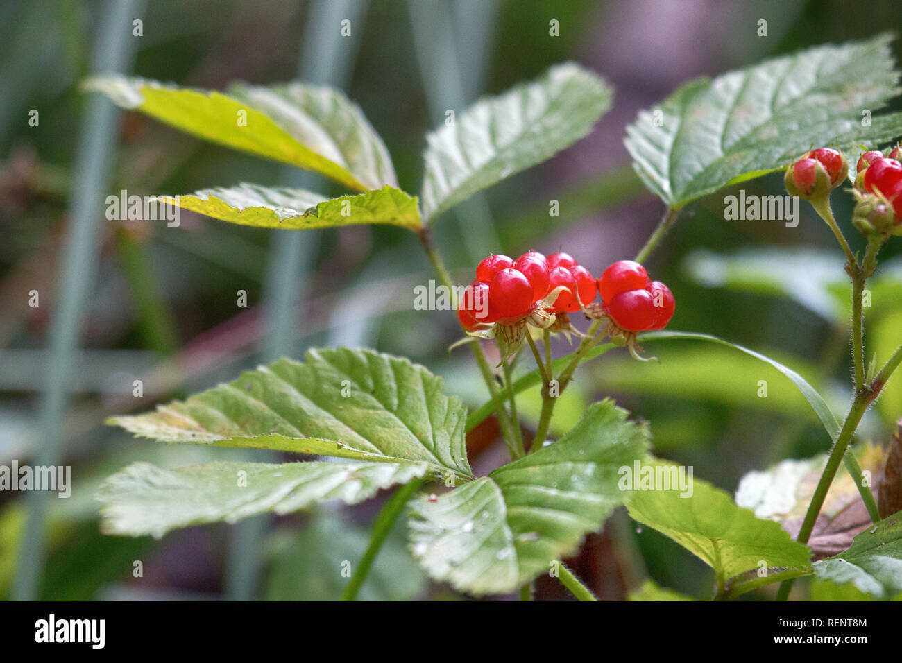 Delicious summer berries. Stone bramble (roebuck-berry (Rubus saxatilis) in Mature form, forest fruit Stock Photo