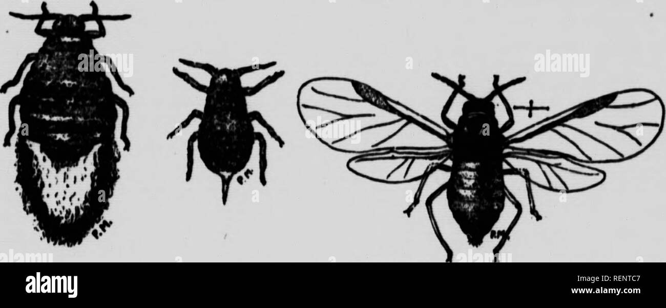 coloration végétale