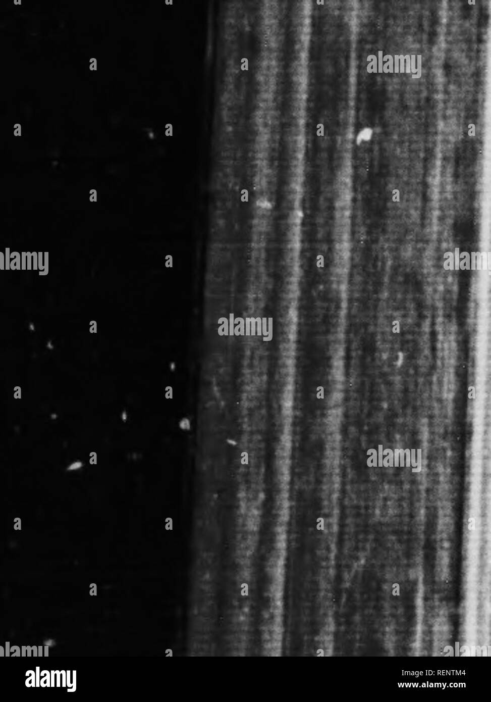 . Wild animals and the camera [microform]. Zoology; Animaux; Zoologie; Animals. 11/ '= '^^^^HBS M^I^rT *, -..-J â 1 i ^ 'HII' fpl. â f Mfi! i1 Fi }? = I. Please note that these images are extracted from scanned page images that may have been digitally enhanced for readability - coloration and appearance of these illustrations may not perfectly resemble the original work.. Dando, Walter P. (Walter Pfeffer). Toronto : Bell &amp; Cockburn Stock Photo