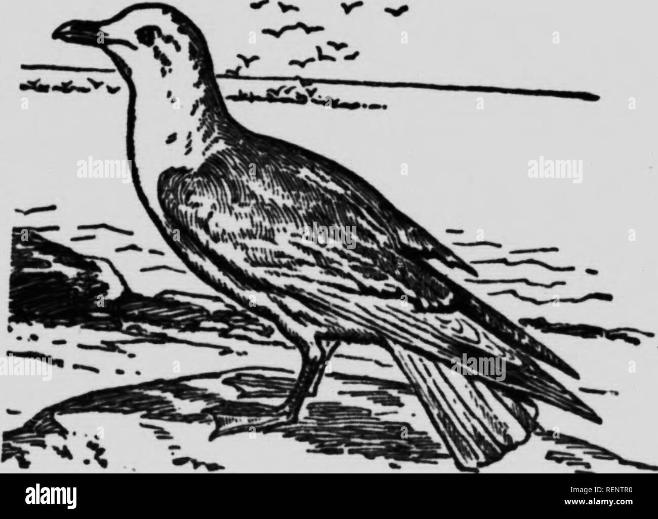. ZoÃ¶logy [microform] : descriptive and practical. Zoology; Zoologie. V*- V Fig. 132. The Loon. From Eckstormi Tkt Bird Bock. The penguins are correspondingly characteri&lt;;f.V ^f p . gonia and the Antarctic regions Thpt ^^^â and paddlelike, and ''' &quot;&quot;'&quot;^^ &quot;&quot;'^ ^'&quot;^^ are covered with scale- like feathers. The Long-winged Swimmers.âThis group includes the gulls and terns. They are web-footed and have long wings and tail, with remarkable power of flight. They occasionally rest upon the water, coming on shore only to lay their cp-p-q tk^.. Fig. 133. Herring Gull. F Stock Photo