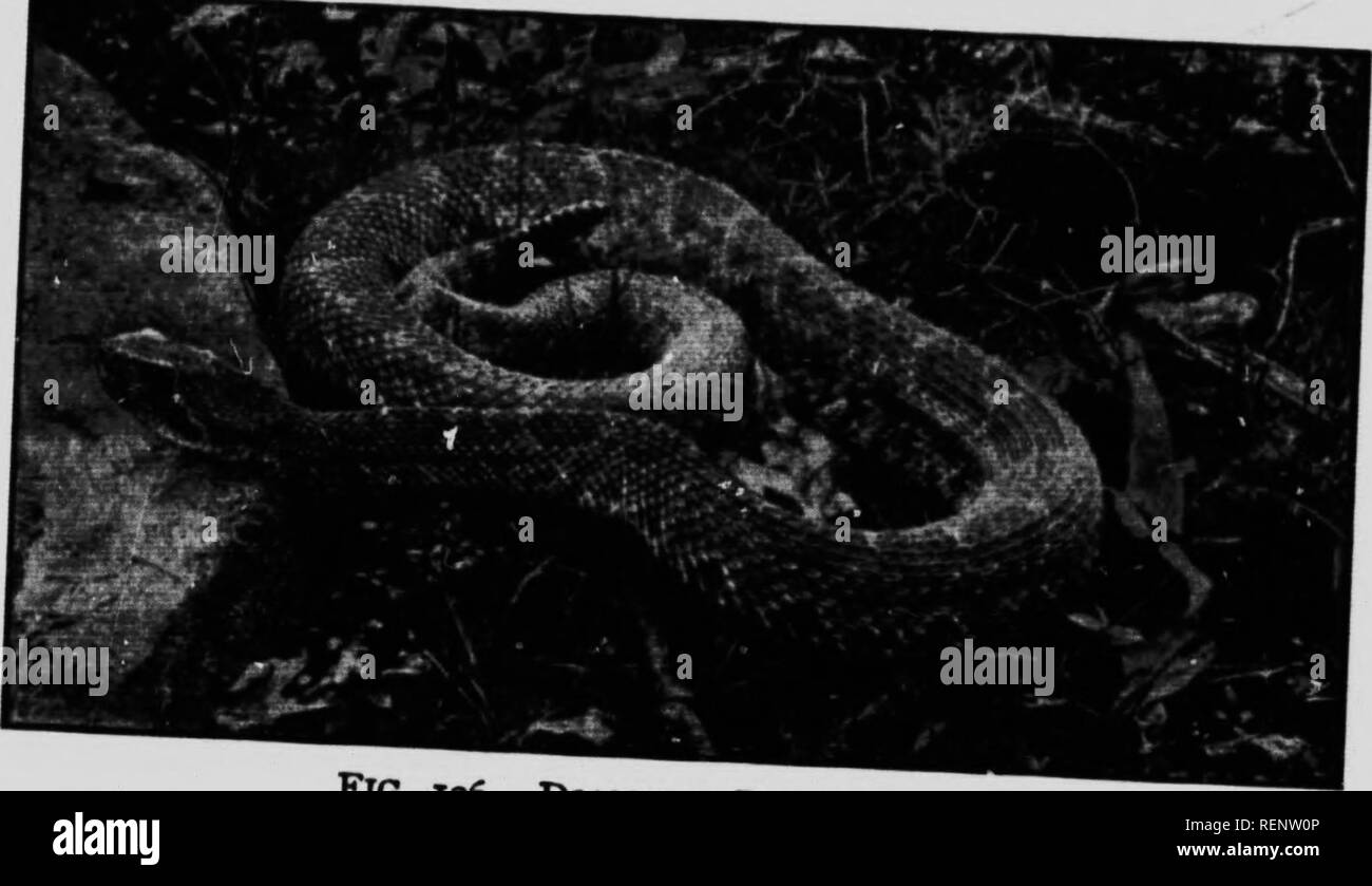 Zoa Logy Microform Descriptive And Practical Zoology Zoologie A P Quot Quot 3 Fa Long And Slender And Its Bile Sac Is Behind It M A Vcrtebratl Ld Rraiv Quot Quot F Quot Quot