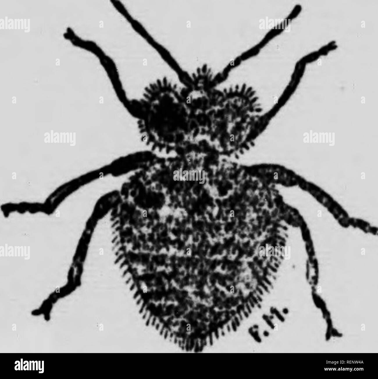 coloration végétale