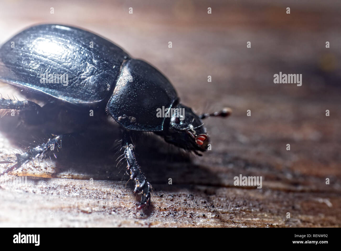 Armored beetle - the whole and the parts of the body. Dorbeetle, clock beetle (Geotrupes stercorarius). Ultra macro Stock Photo