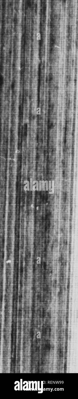 . Wild animals and the camera [microform]. Zoology; Animaux; Zoologie; Animals. » .'r -. II I,. it V V'i 1 96 IV/LD ANIMALS AND THE CAMERA Structure to the human ones. The face is without hair, cts is also the forehead, but down the side of the face the hair is thick. The palms of the hands and soles of the feet are also hairless, offering an interesting study to any enterprising palmist, who would find &quot; Mickie s &quot; hand well marked, the spiral lines seen on the tips of the fingers of man being particularly well defined. It will be noticed in the photograph that the toes are as long  Stock Photo