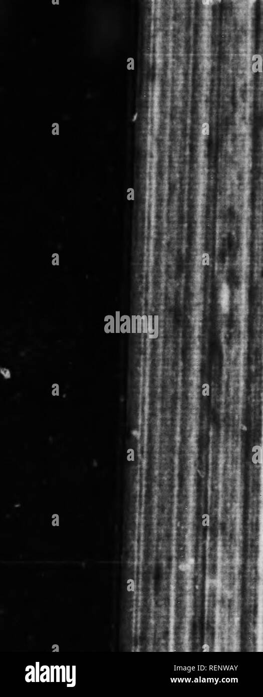 . Wild animals and the camera [microform]. Zoology; Animaux; Zoologie; Animals. 0. .If l&gt; ! in^f 92 WVZZ? ANIMALS AND THE CAMERA young in the trees and suckle them like ordinary mammal quadrupeds. The young sloth, from the moment of its birth, clings to the body of its parent till it has strength to &quot; hang on&quot; to the trees and shift for itself. The coat of the sloth is thick, and is naturally of a lightish brown colour, but assumes a greenish tinge, which is produced by the growth of a microscopical vegetable, similar to that which colours stagnant rain-water. On the fluted surfac Stock Photo