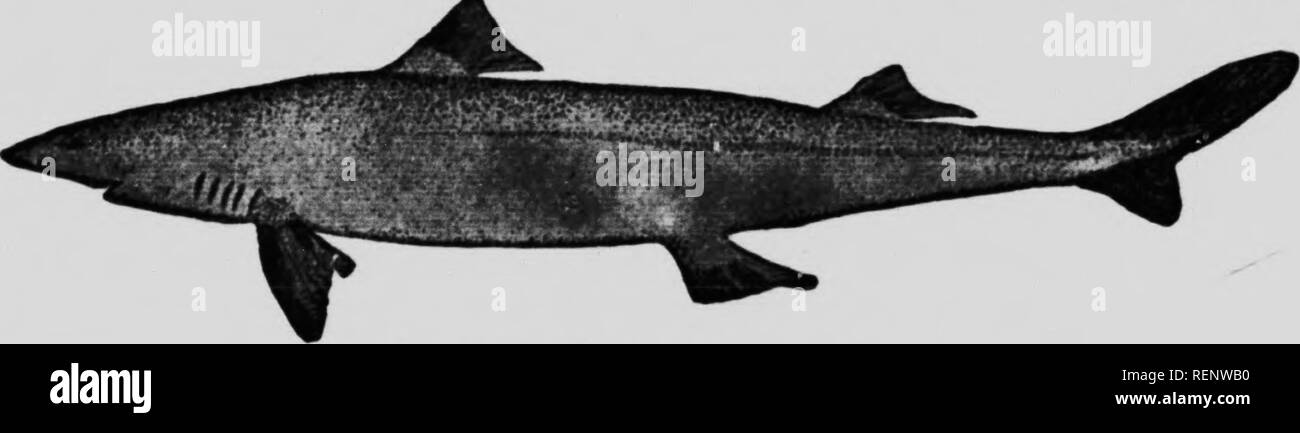 do spiny dogfish attack humans